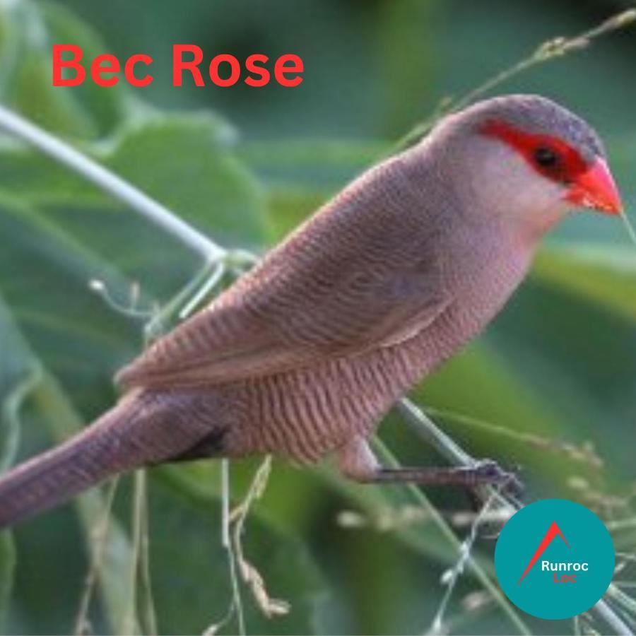 Apartamento Bec Rose - Clim - Wi-Fi - Jardin Saint-Leu Exterior foto